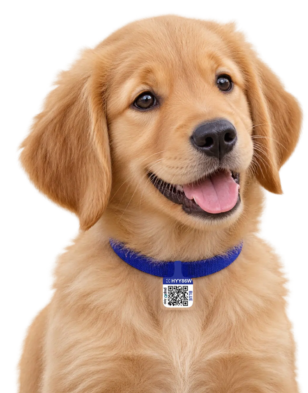 Golden puppy wearing the blue pupID collar and tag