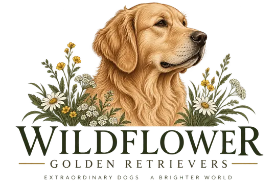 Wildflower Golden Retrievers